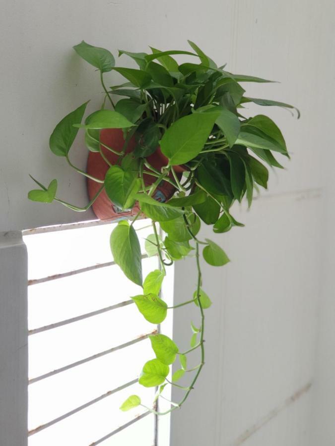 T P House 3 Apartment Son Tra ภายนอก รูปภาพ